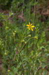 Kidneyleaf rosinweed